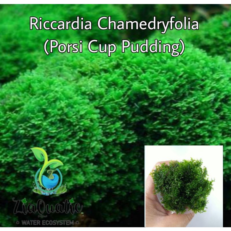Tanaman Aquascape /Lumut Aquascape Riccardia mini moss MURAH