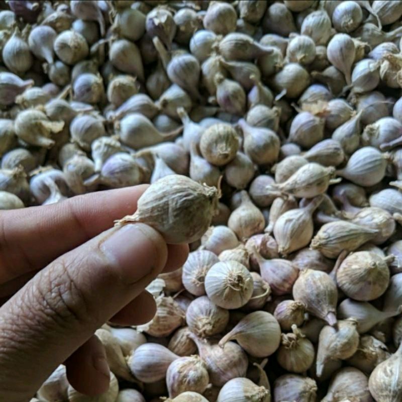 

KEBUN.MUKLIS - Bawang Lanang Lokal / Bawang Tunggal 500 Gram