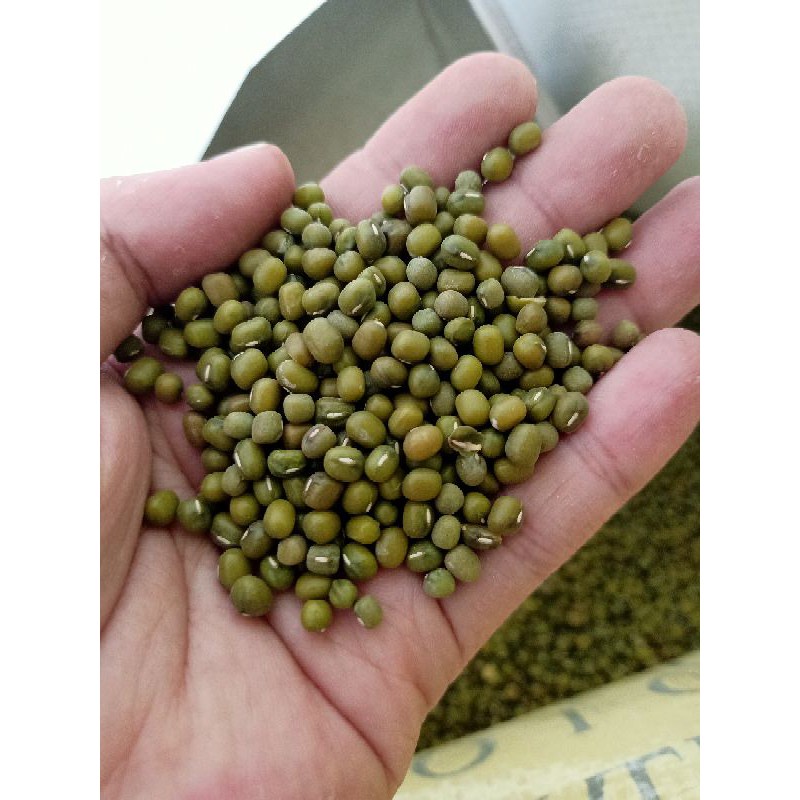 

Kacang Hijau Lokal / Mung Bean (250 gram)