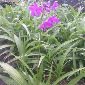 Tanaman hias anggrek tanah/tanaman anggrek tanah/pohon bunga anggrek tanah