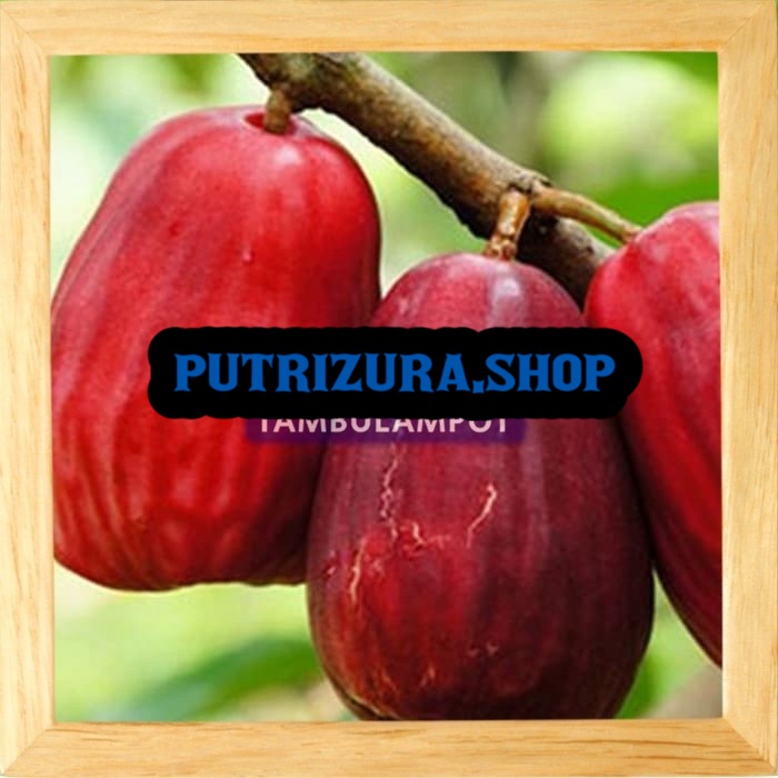 KWALITAS TERBAIK Bibit Tanaman Buah Jambu Bol Jamaika Okulasi Stek Cangkok Unggul VIRAL