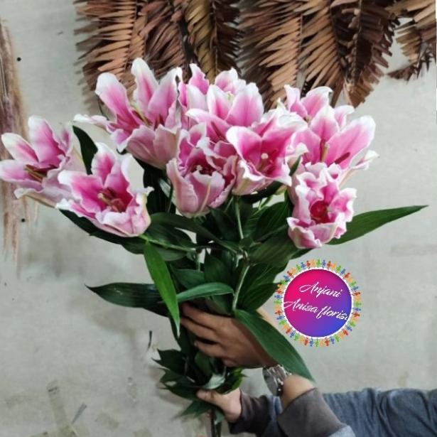 bunga Lily casablanca