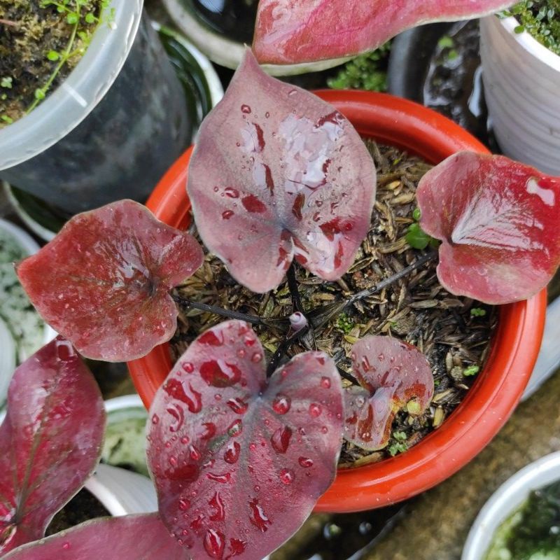 KELADI HYBRID BABY LOVE SHOP MILLENIAL