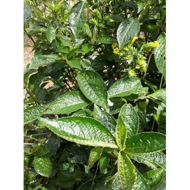 

Terlaris daun keji beling 1kg /pecah beling/obat batu ginjal COD