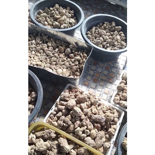 

jamur susu harimau original tiger milk mushroom