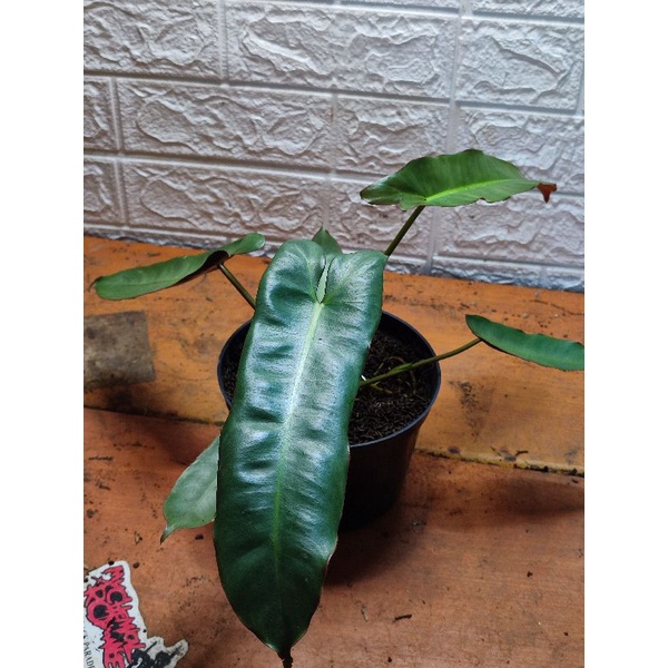 philodendron atabapoense