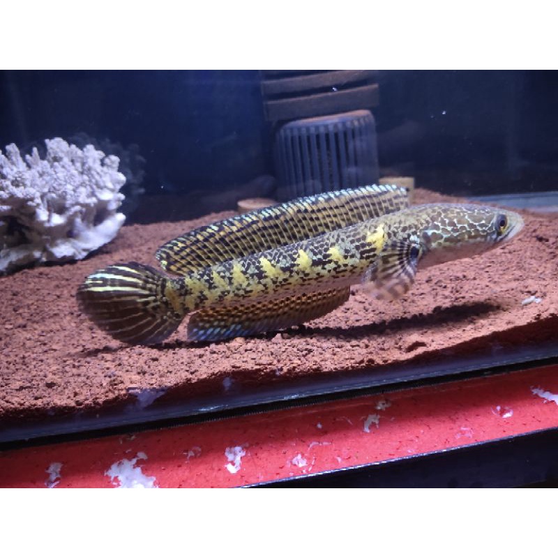 Chana Auranti Marcula size 20cm kurleb