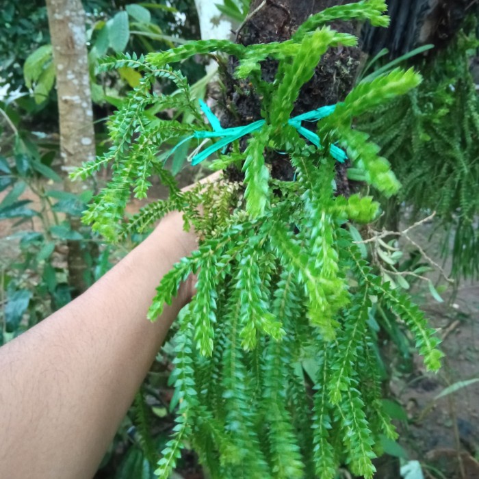 rumpai kumpai ekor tupai ukuran standar