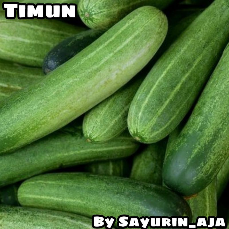 

Timun 500gr
