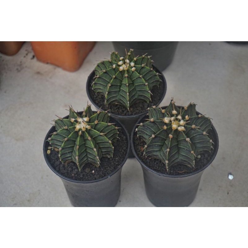 Paket Kaktus LB single Spine 3pcs