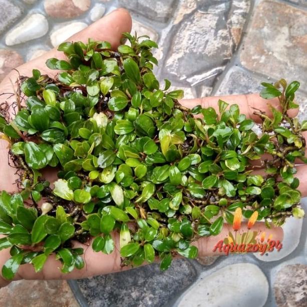 Bucephalandra Super Mini Buce Super Mini Tanaman Aquascape