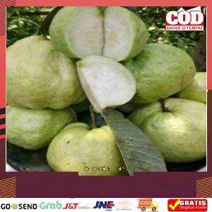 

BUAH JAMBU KRISTAL GRADE A FRESH LANGSUNG PETANI BANJARNEGARA
