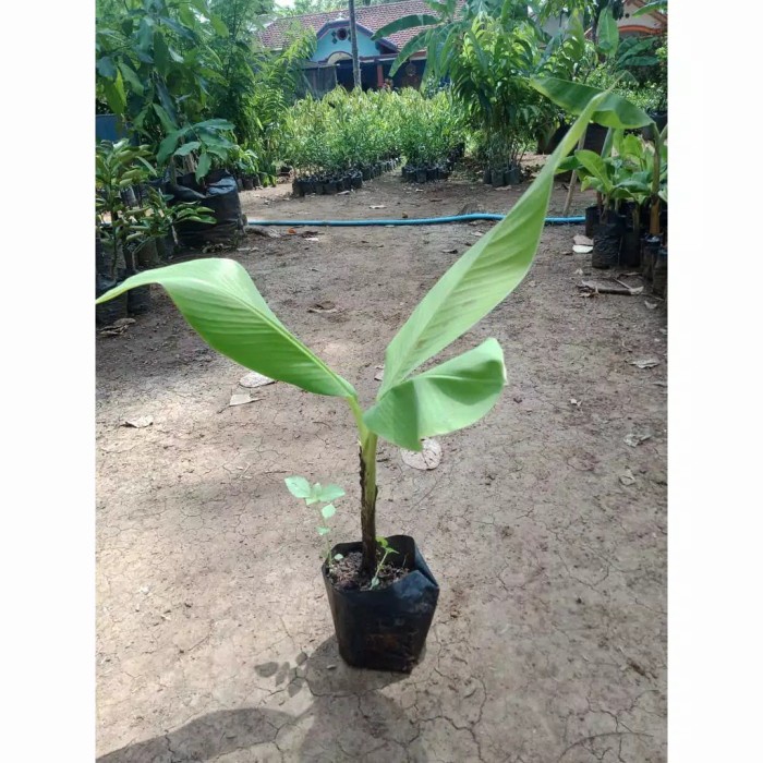 BIBIT POHON PISANG TANDUK BERKUALITAS aa33