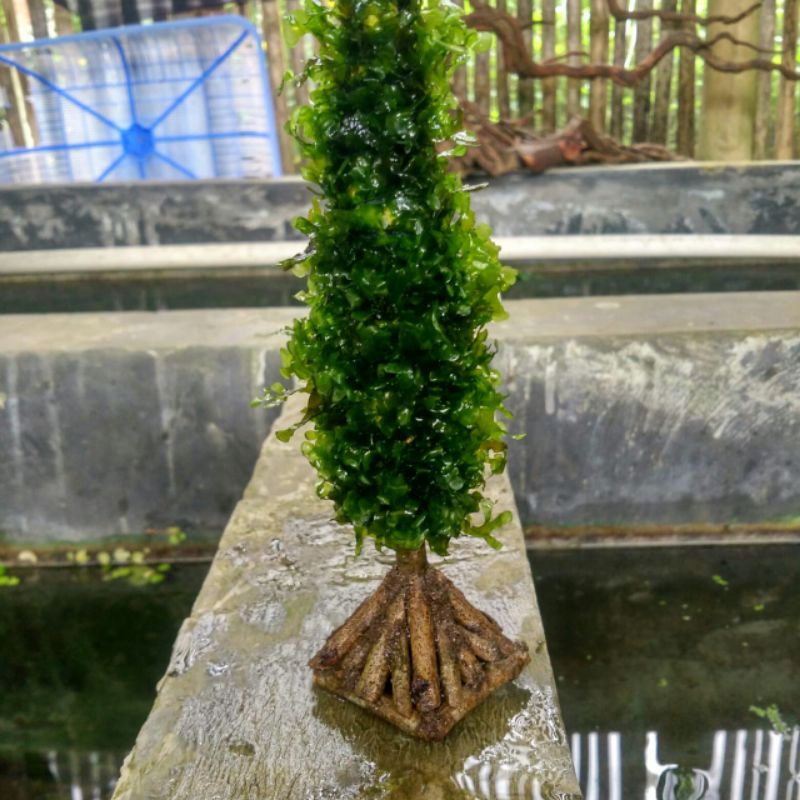 bonsai Cemara 20cm MOS pelia untuk kebutuhan akuarium