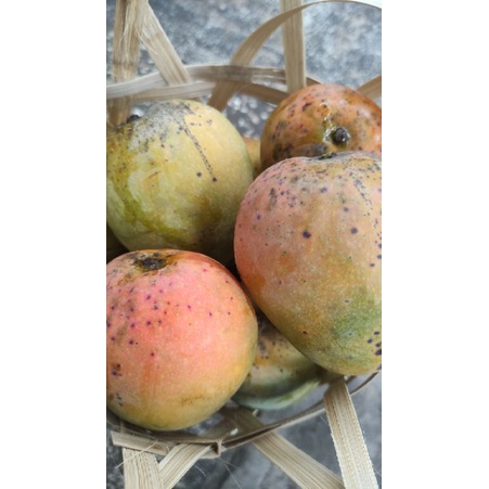 

gincu majalengka