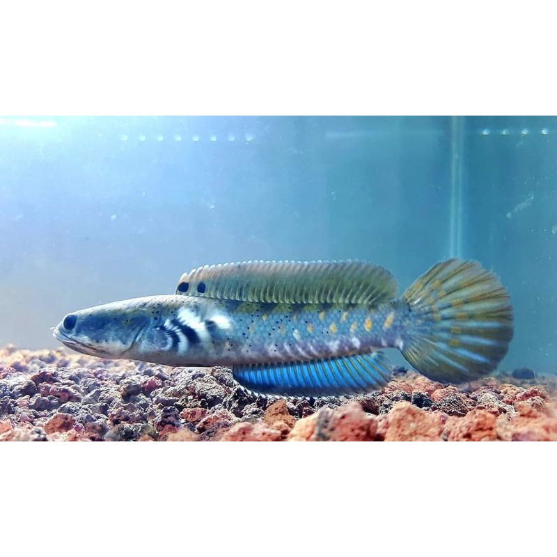 Channa blue pulcra 8-9cm dan 5-6cm