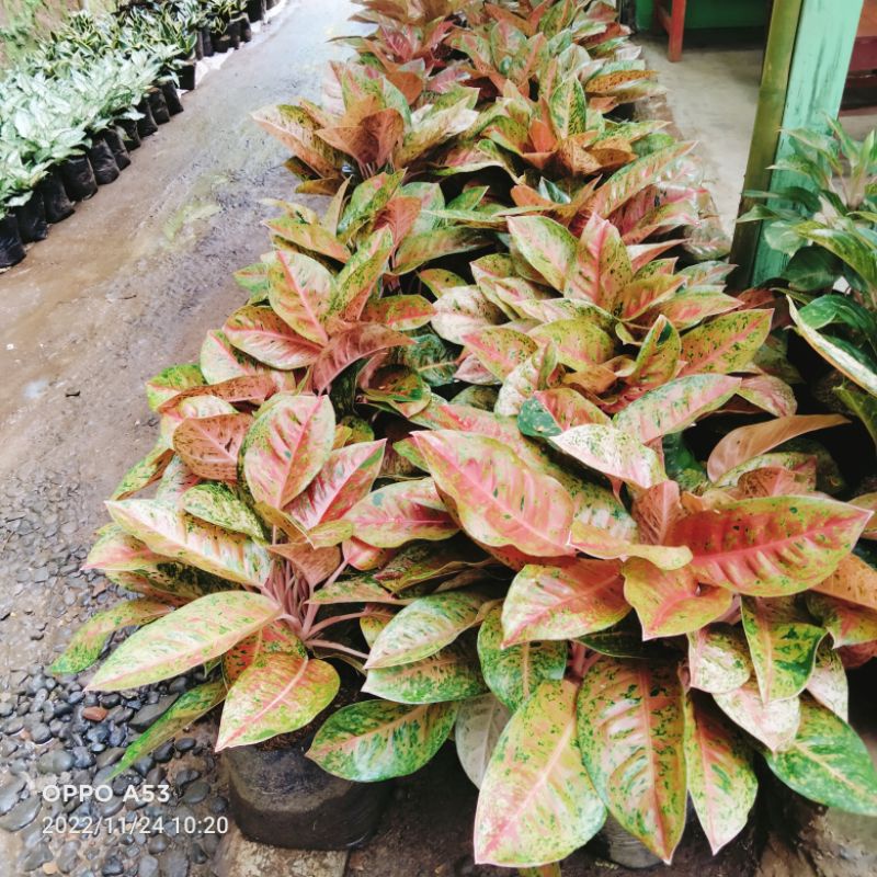 aglonema bigroy rumpun biasa