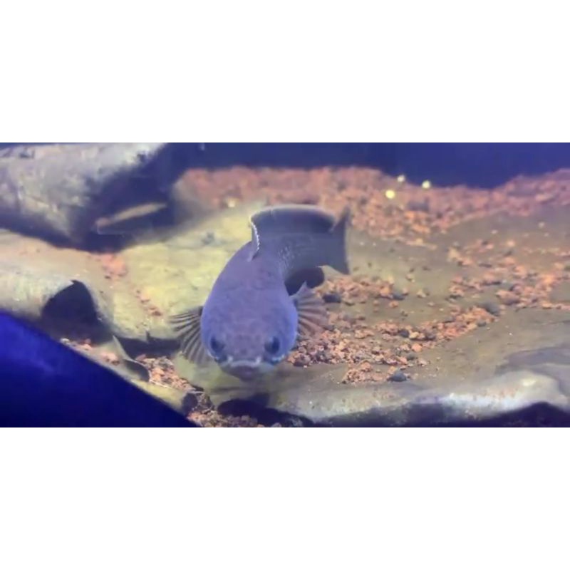 limbata rim putih 12cm