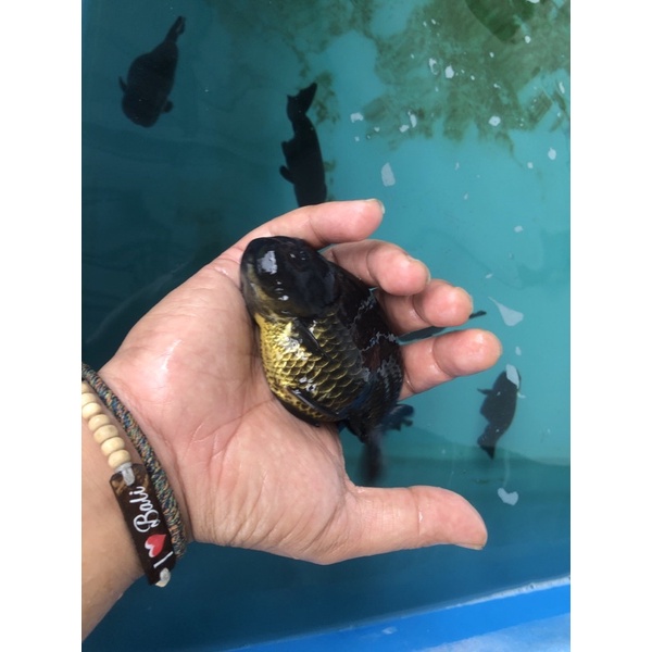 Mas Koki Ranchu Black Size M 7-8 Cm