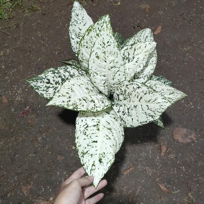 Aglonema Big leaf