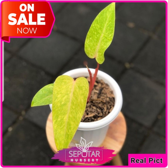 (BISA COD) philodendron painted lady - tanaman hias philodendron painted lady