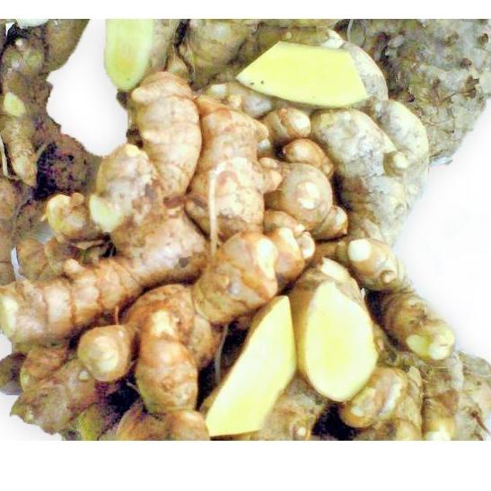 

Grosir Temu Mangga / Kunir Putih ( Curcuma Mangga) ヤ