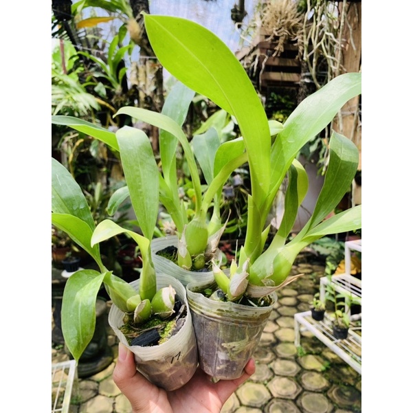 Grammatophyllum measuresianum Sp