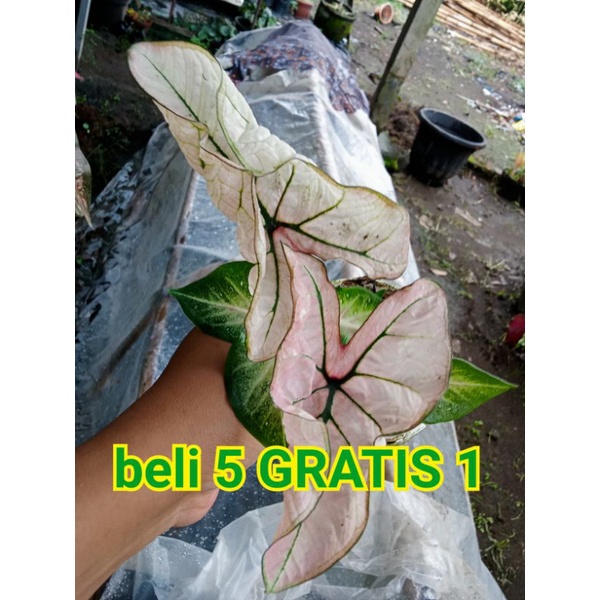 Caladium Thailand impor hibrid anakan kode 0220