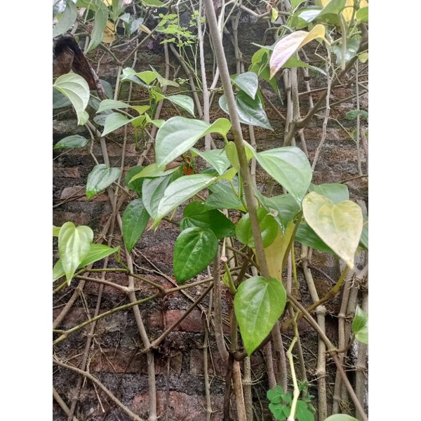 Jual Daun Sirih Segar Harga Per Helai Shopee Indonesia