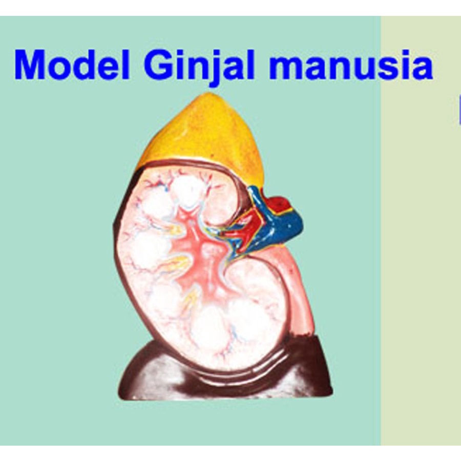 MODEL GINJAL MANUSIA