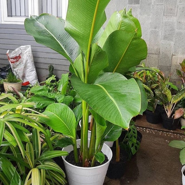 Tanaman Hias Pisang Karibay/karibay/pohon pisang karibay GG22