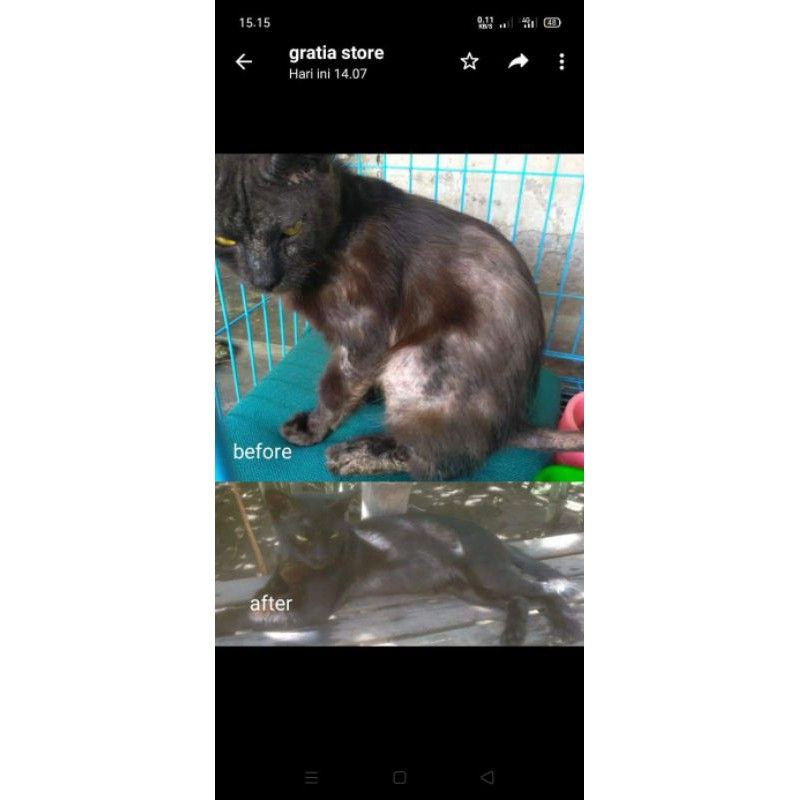 Derma Force Obat Anti Jamur Scabies Jamur Bulu Rontok Kusam Kucing Anjing