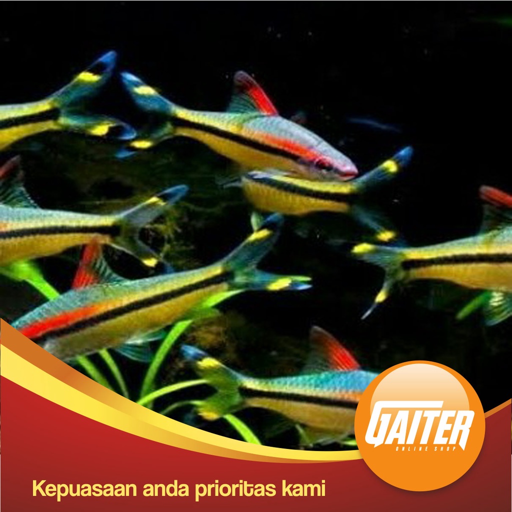 ikan hias putius denisoni