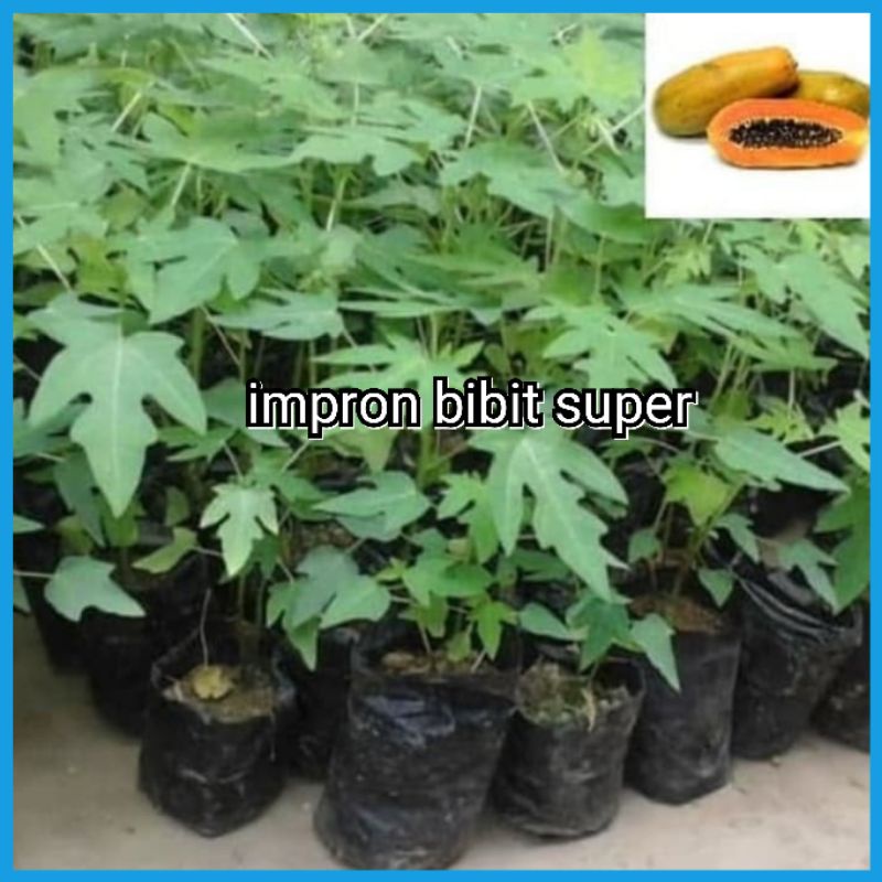 bibit pepaya california pohon pepaya super jumbo