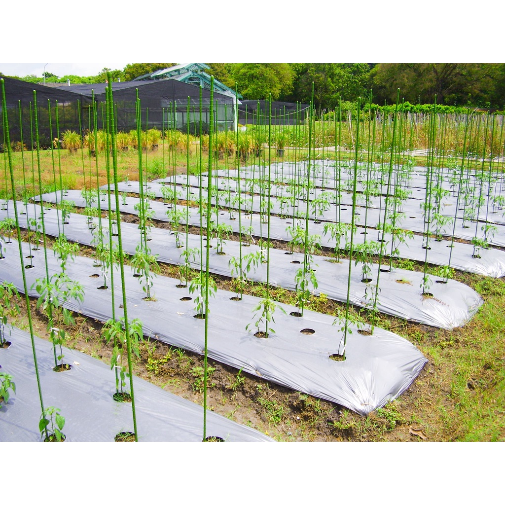 Ajir Penyangga Tanaman Modern / Plant Stake Takiron Diameter 11 mm x Panjang 75 90 120 150 cm Original