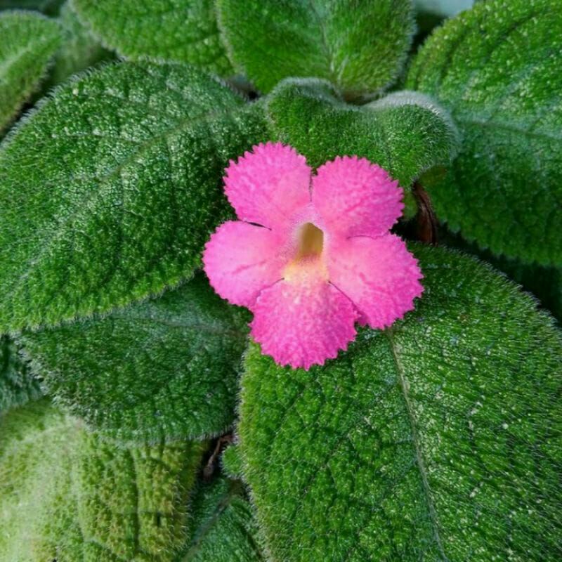 episcia hijau bunga pink