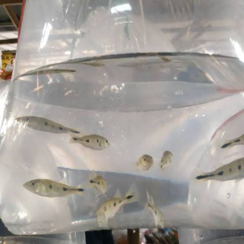pbass mono kecil