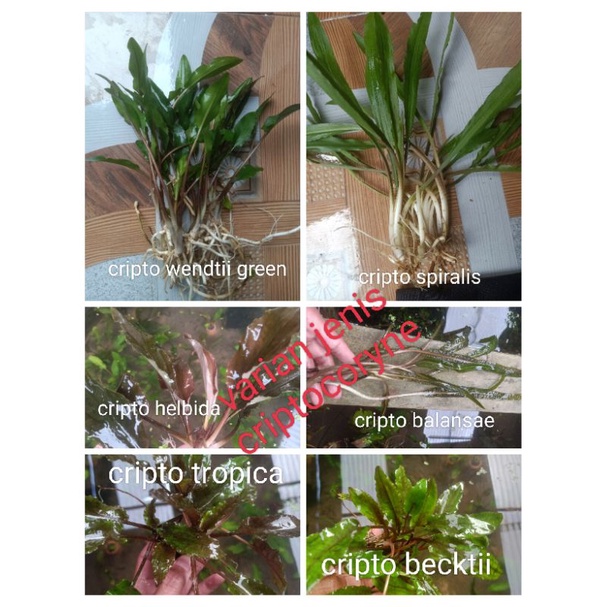 jenis criptocoryne per 2 ridzoom criptocoryne balansae/criptocoryne tropica/criptocoryne wendtii Gren/criptocoryne becktii