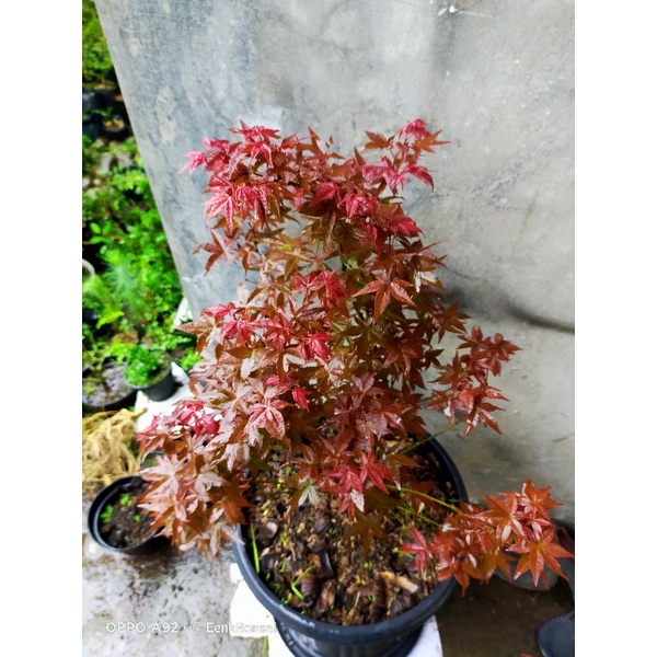 Pohon Japanese Red Maple/ Red Maple Japanese