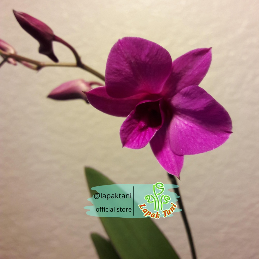 Dendrobium Enobi Purple Dewasa Siap Bunga