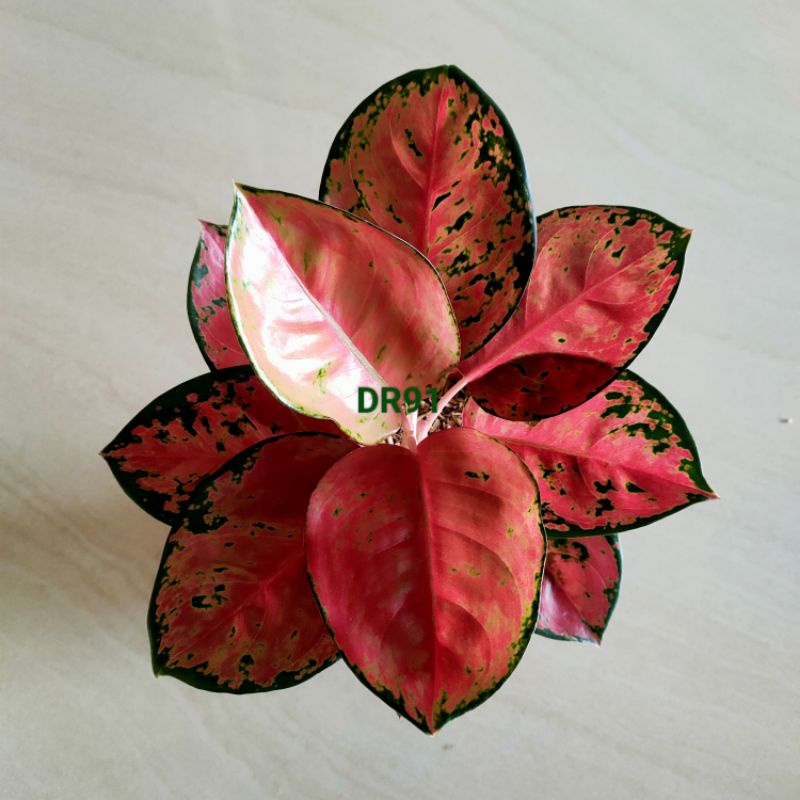 aglonema kochin brownis lokal