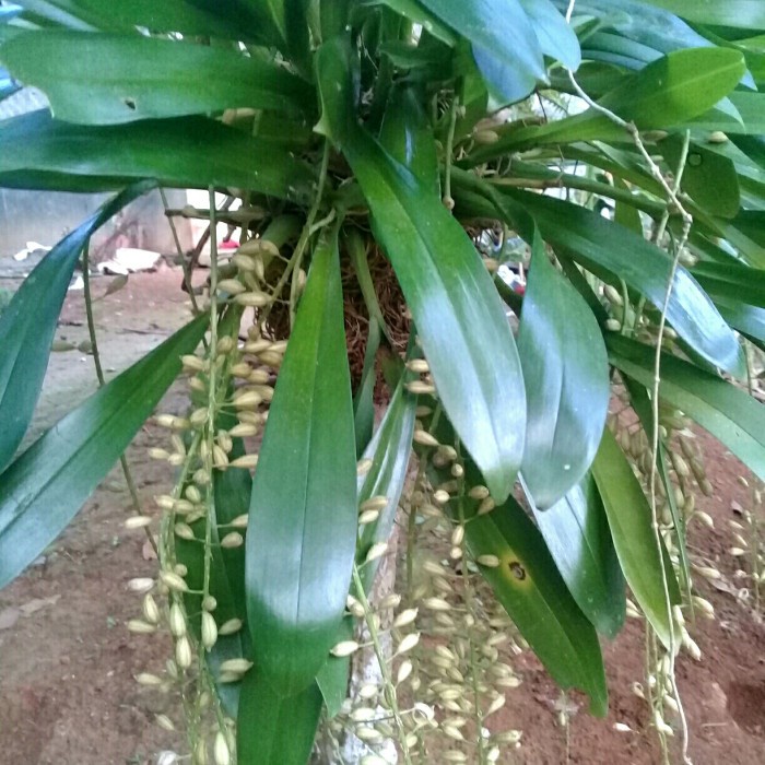 tanaman hias anggrek hutan