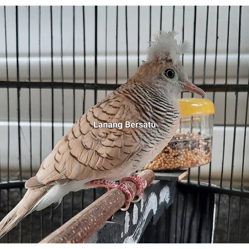 Burung perkutut songgoratu silver