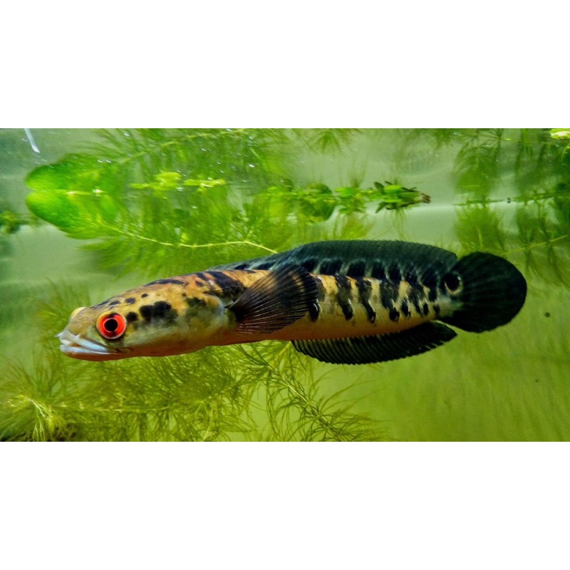 

BIG SALE !!! Chana Yellow Sentarum 10/12 cm 100% Original