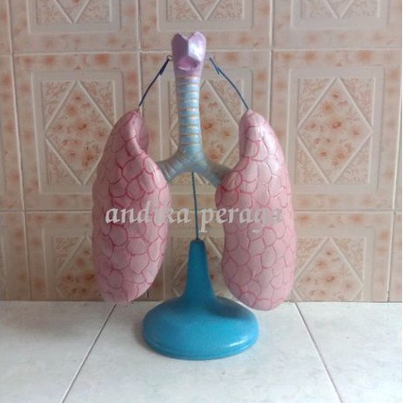 

paru paru manusia alat peraga pendidikan model torso paru paru