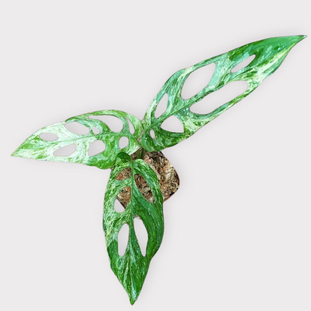 monstera adansonii variegata, janda bolong lokal variegata