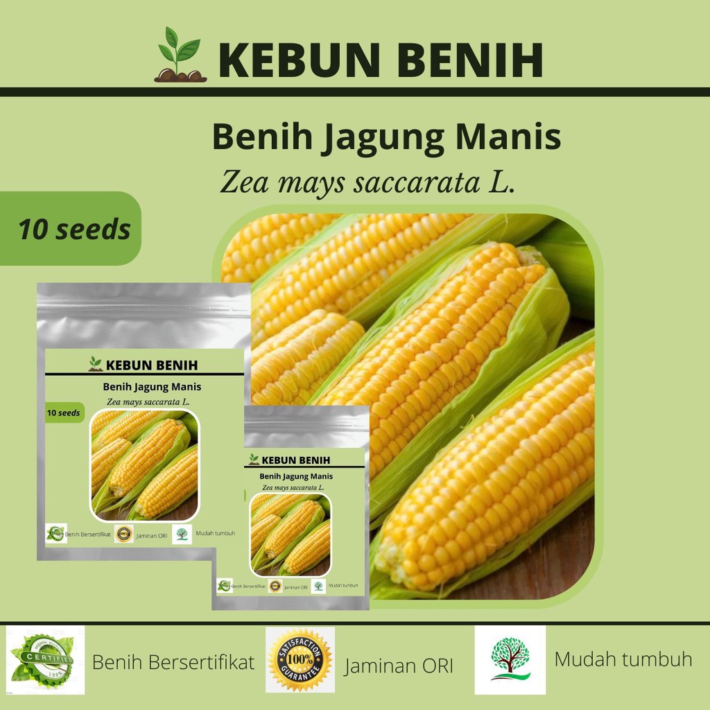 10 Benih Jagung Manis Hibrida F1 TALENTA Tahan Penyakit Kualitas Unggul