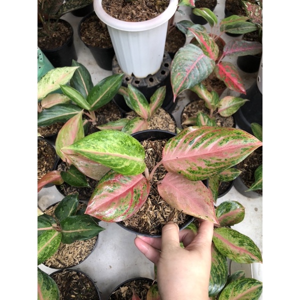 Aglaonema Golden Baby