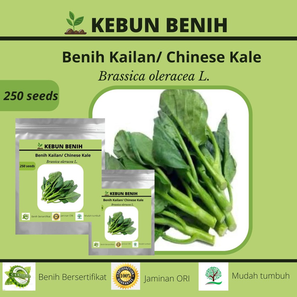 Benih Sayur Kale/ Kailan/ Benih Chinese Kailan Kale Kualitas Unggul 250 Seeds