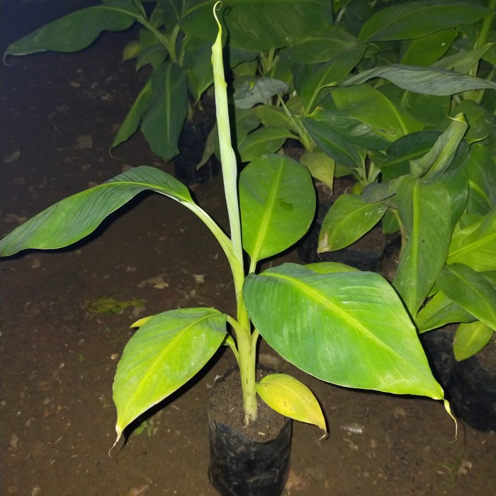 beli 10 bibit pohon pisang sunpride bonus 1 FF11